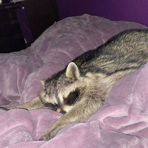 Meet your Posher, Lonnie